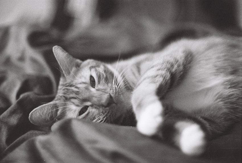 Black and white photo of a cat laying in bed