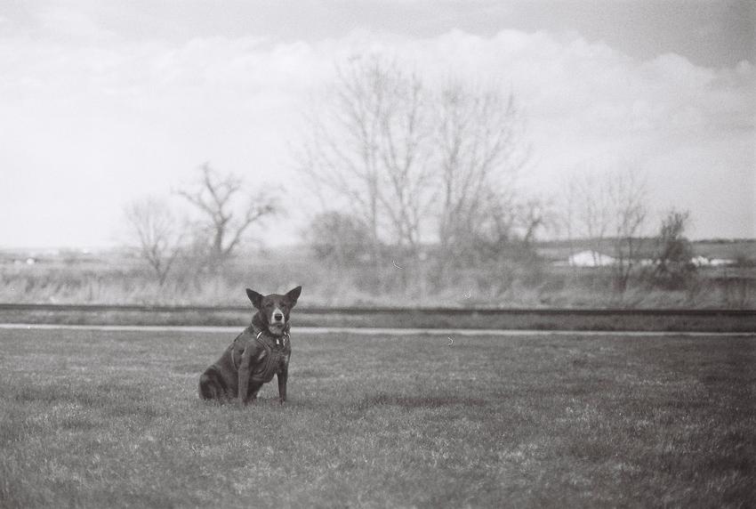 Black and white photo of a dog sitting in a field looking at the camera