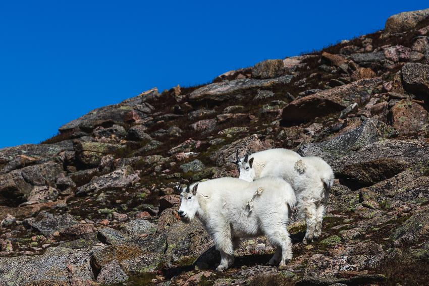 Two mountain goats on a rocky hill facing left