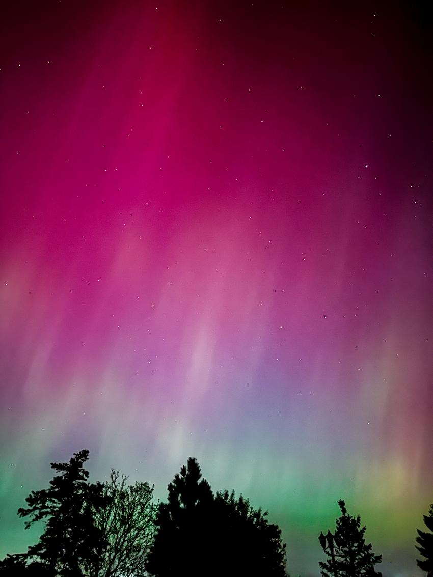 Purple and green aurora borealis with stars above and silhouettes of trees in the foreground