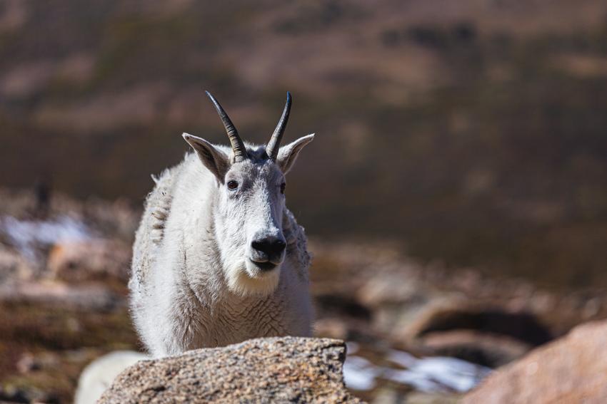 A straight-on profile of mountain goat