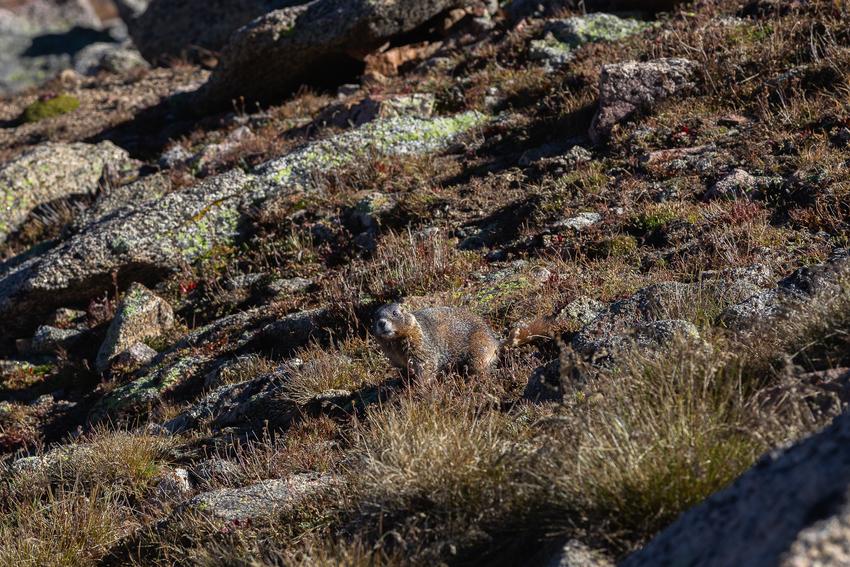 A marmot on a hill