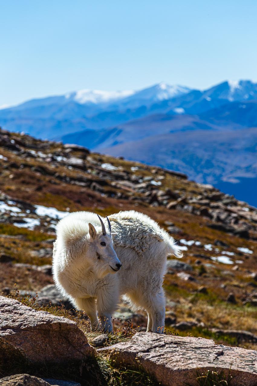 A mountain goat on a rocky hill with mountains in the background