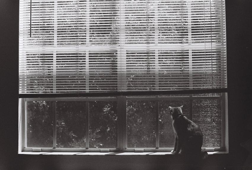 Black and white photo of a cat sitting on a windowsill