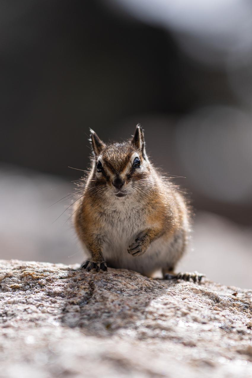200mm, f/4.0, 1/800s, ISO 100 Close-up of a chipmunk standing on a rock
