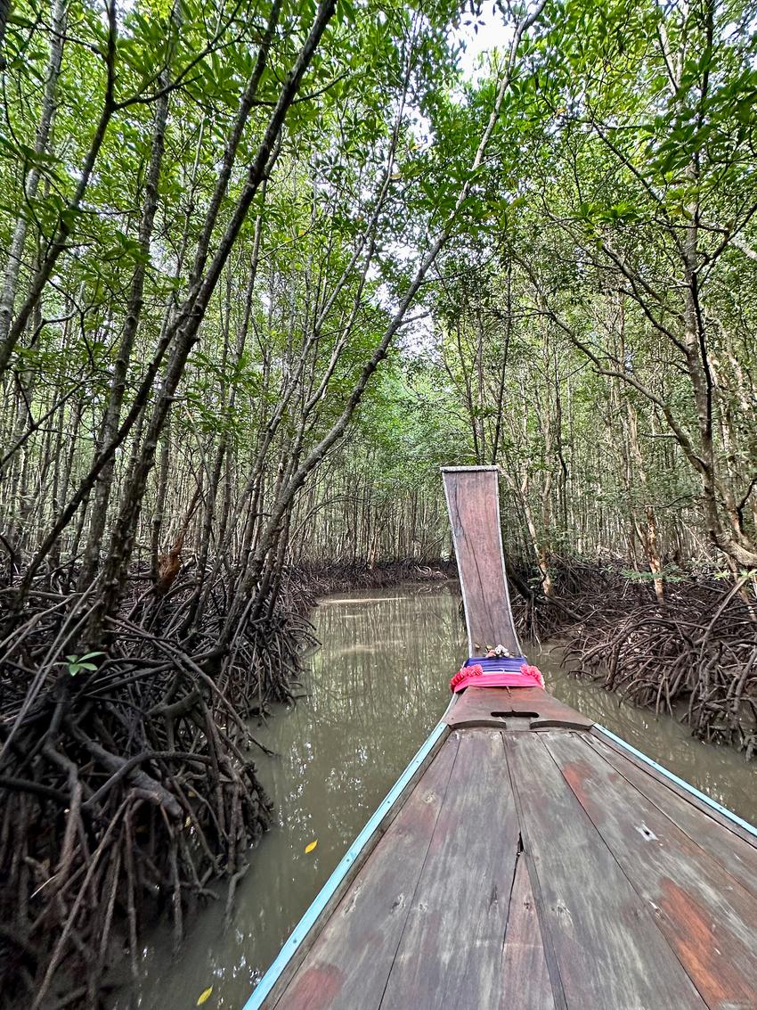 A bow of a long-tail boat in a mangrove forest