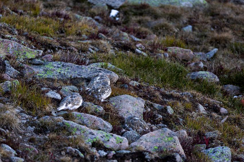Close up of a rocky surface with four ptarmigans