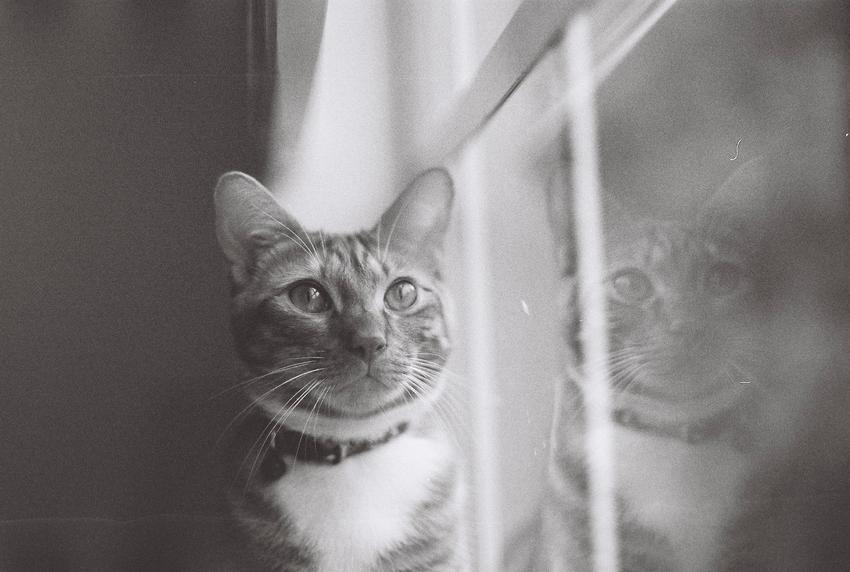 Black and white photo of a cat next to a window looking off in the distance