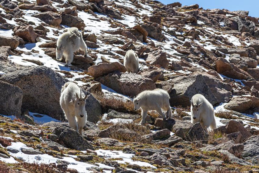 Five mountain goats walking down a rocky hill