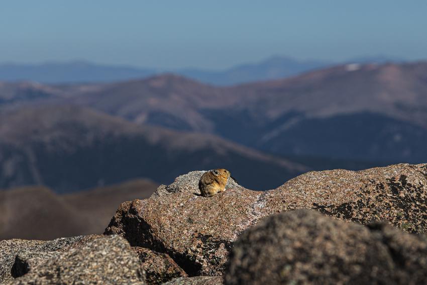 A pika sitting on a rock with a blurred view of mountains in the distance