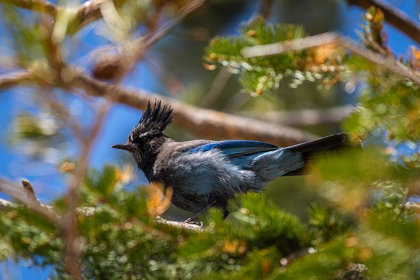 200mm, f/4.0, 1/500s, ISO 100 A Steller's jay in a tree