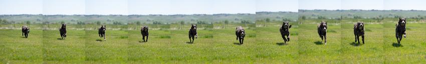 Click above to see full image A sequence of ten images of a dog running towards the viewer